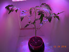 Almost-5 week LED side tomato plant - much leggier, not as developed