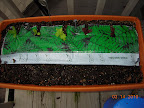 Lettuces not really growing, but not dying. Added fertlizer sheet a few days ago. Spinach sprouted at last.