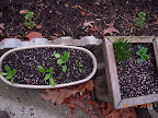 Transplanted spinaches not thriving, not dying. Same for the early test pansy. Chives really starting to grow for the season.