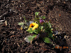 One pansy started blooming again yesterday!