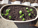 Baby leaf spinaches all living outside now (center and younger rightmost have been out a week).