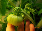 9 week jet star tomato - biggest two fruit (has 3 actively growing, more fruit set, several trusses of flowers)