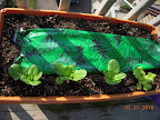 Last-transplanted lettuces and one spinach seedling (left).