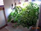8 week carmen pepper & jet star tomato - crowded.