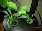 4 / 2.5 week week gazania, brachychome / and borage.