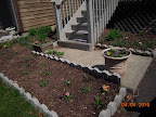 Pansies starting to pick up. First gazanias and all the impatiens planted out, couple snapdragons, pineapple sage.