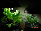 6/4.5 week lettuces and 6 week gazanias and a brachychome.