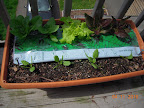 Lettuces and baby leaf spinach.