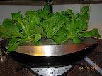 3 weeks all-Bibb lettuce garden.