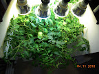 11 week Jet star tomato. May need to prune again for shaping - it toppled forward a couple times today.