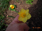 Daffodil and tulips just started blooming today.