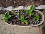 Elderly spinach, maybe growing finally...