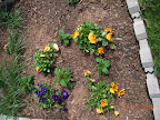 Planted out pineapple sage (2) and lemon balm (2).