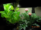 8 week gazanias (they close every night), brachychome, and lettuces. 2nd gazania is honing some buds, nothing on the brachychome yet.