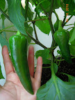 12 week carmen pepper - 3 largest fruit. Has set some more now.
