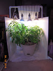 12 week jet star tomato