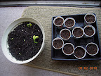 Bush beans germinating, cucurbits planted.