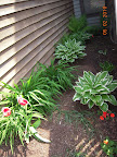 Shade corridor. Removed a mountain laurel that never got happy, moved a daylily there.