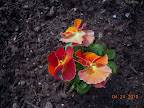 my favorite pansy