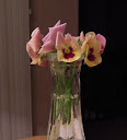 pandora's box pansy in vase