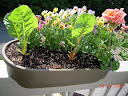 pandora's box pansy (and chard & geranium) in railing planter