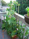 collapsed squashbox after vacation