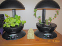 lettuce age 16 days