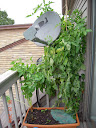 week 20: removed sick supertasty & moved in some greens - chard still there