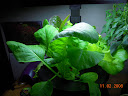 2.5 weeks, lettuce, but especially mustard greens happy!