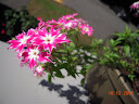 phlox still going!