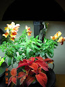9 weeks - both snaps in full bloom