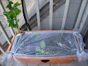 week 23: planted toy choi, too - makeshift frost greenhouse (trash bag)