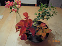 after picking and pruning and removing one snapdragon plant