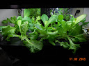 2.5 weeks, latest pro100 lettuces