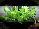 3.5 weeks