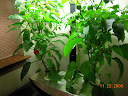14.5 weeks: many peppers set, one finally turned red
