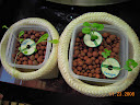 3 weeks fragrant choi, and kojisan and senposai komatsuna