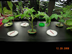 3 week tomato/eggplant garden