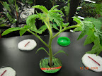 3 week kibits tomato