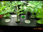 4 weeks tomato/eggplant