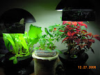 18 weeks coleus/snaps, 11.5 week most lettuce, 4 weeks komatsuna and fragrant choi