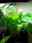 12.5 week lettuce rear / 5 week fragrant choi front.