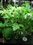 6 weeks kibits tomato