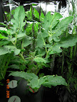 6 weeks roma tomato