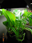 14.5/7 weeks: oldest romaine still great, others way gangly