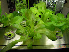0-3 week amaranth/greens garden