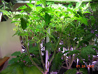 8 week eggplant / tomato garden - all 3 plants in flower. 12 inch ruler.
