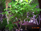 10 weeks: eggplant, kibits & roma tomatoes. 2.5 EC! Now have truncheon!