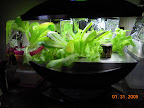 4 weeks pro100 garden + outrider korean red curl & seed starting block.