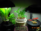 Mini array, radish seedlings visiting for a day.